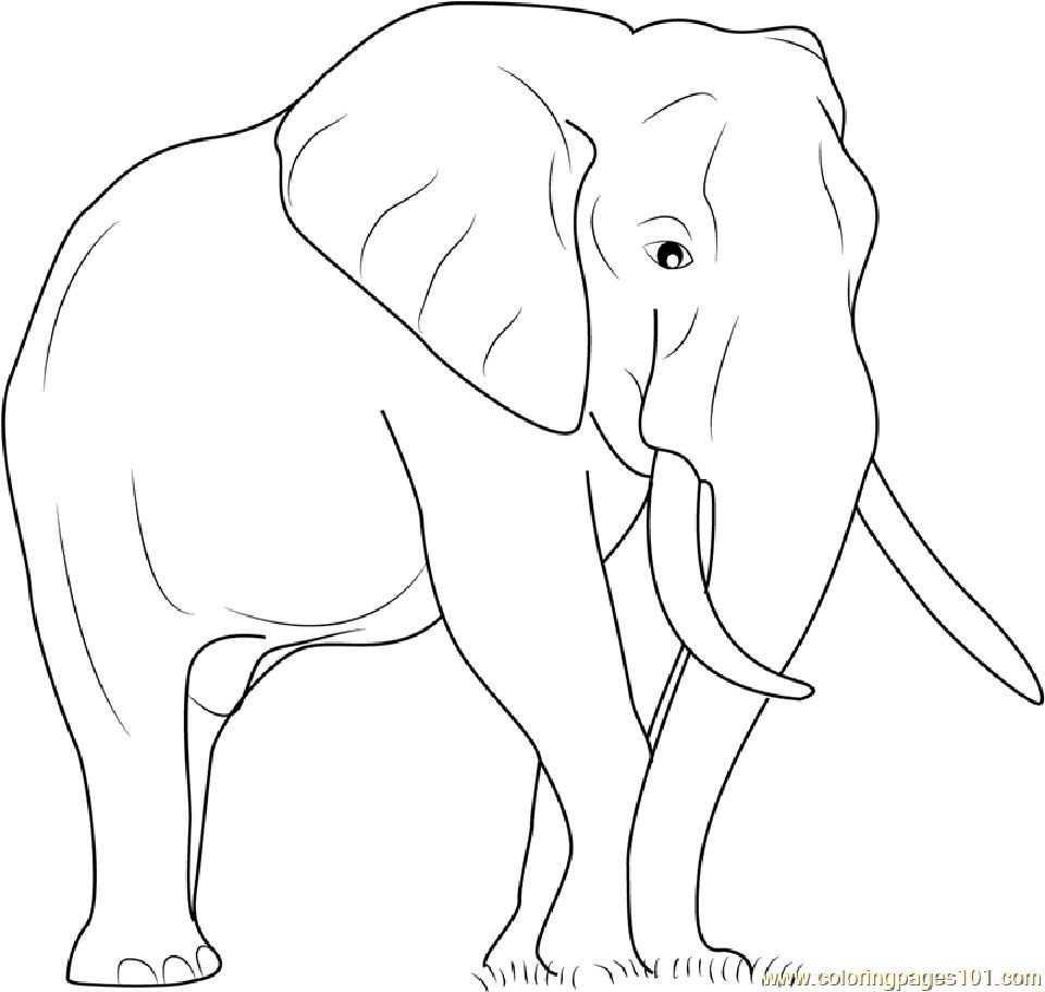 25 Free Elephant Coloring Pages for Kids and Adults