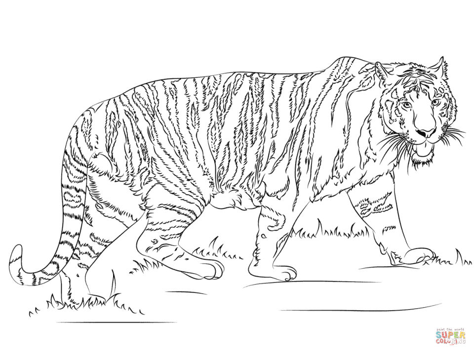 25 Free Tiger Coloring Pages for Kids and Adults - Blitsy