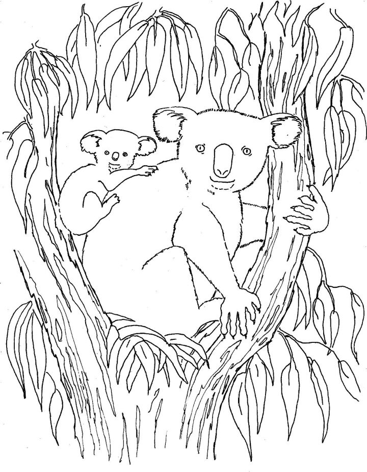 25 Free Koala Coloring Pages for Kids and Adults