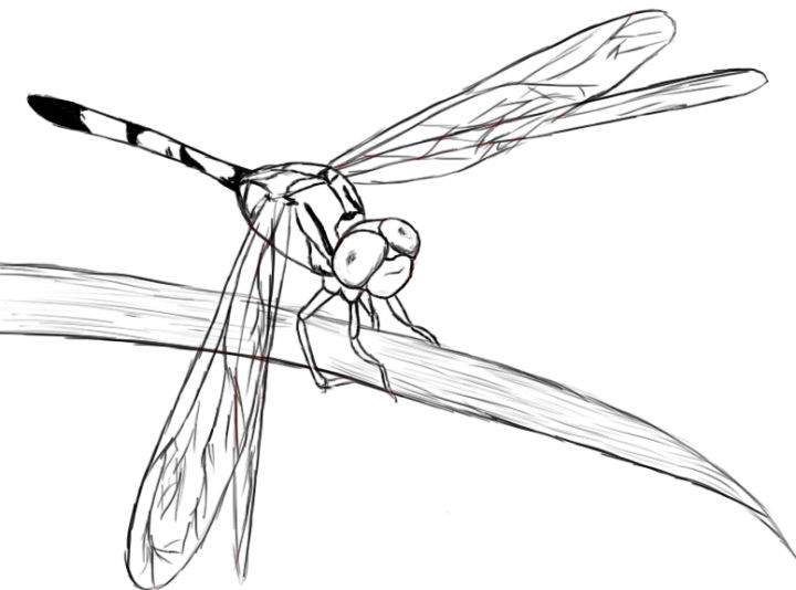 25 Easy Dragonfly Drawing Ideas - How to Draw