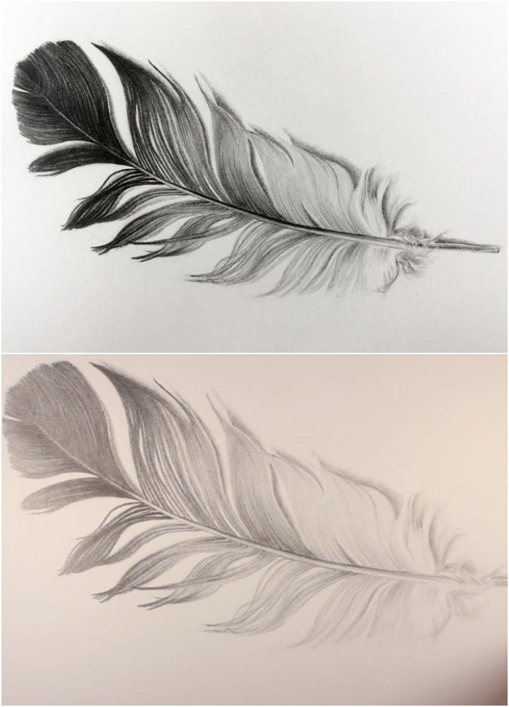 25 Easy Feather Drawing Ideas - How to Draw a Feather