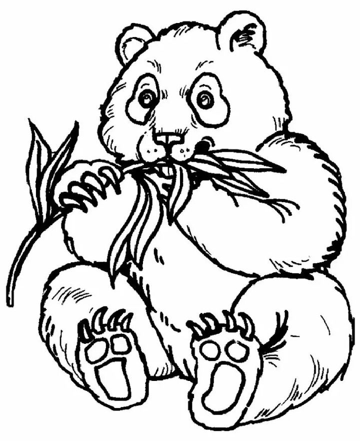 25 Free Panda Coloring Pages for Kids and Adults