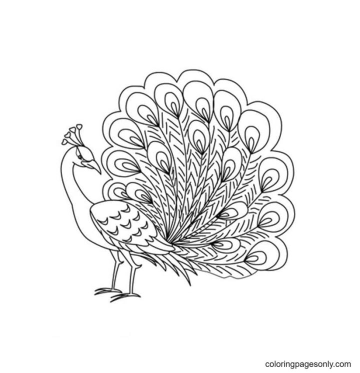 25 Free Peacock Coloring Pages for Kids and Adults