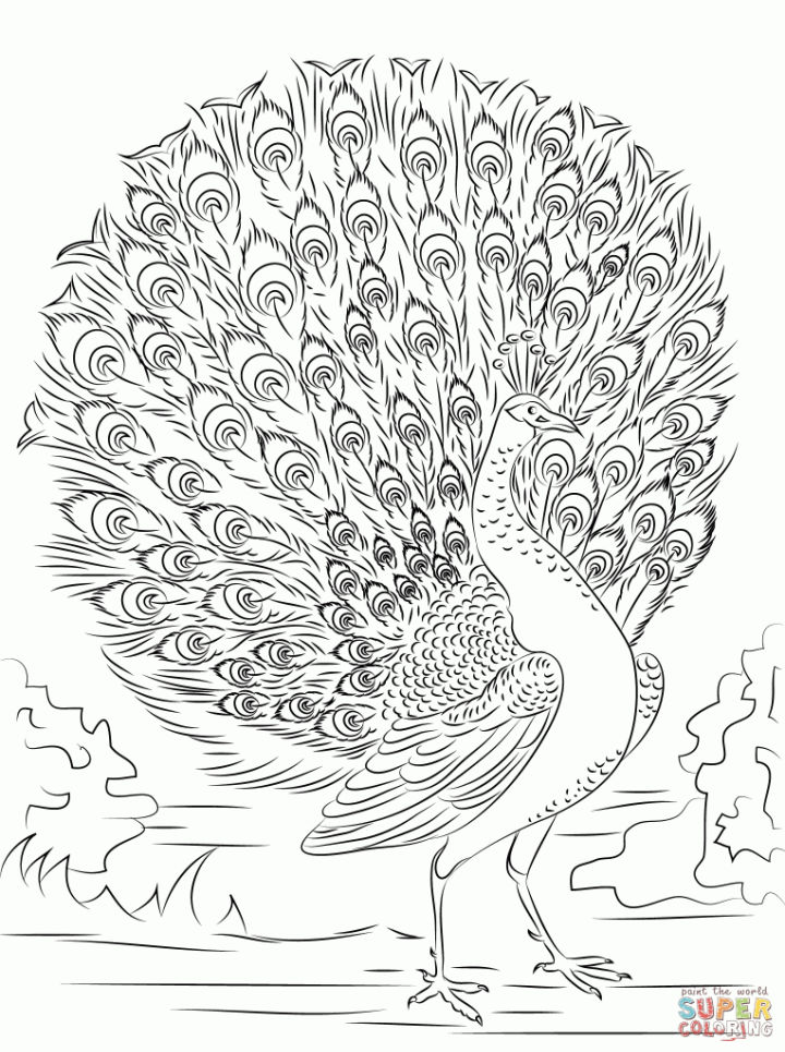 25 Free Peacock Coloring Pages for Kids and Adults