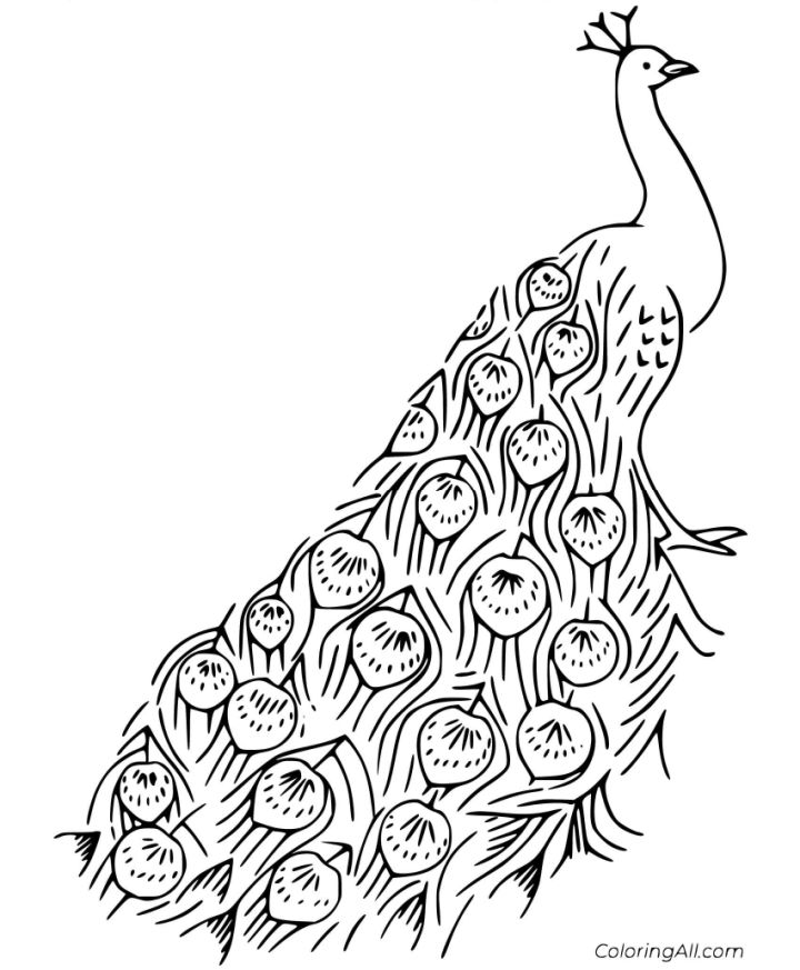 25 Free Peacock Coloring Pages for Kids and Adults