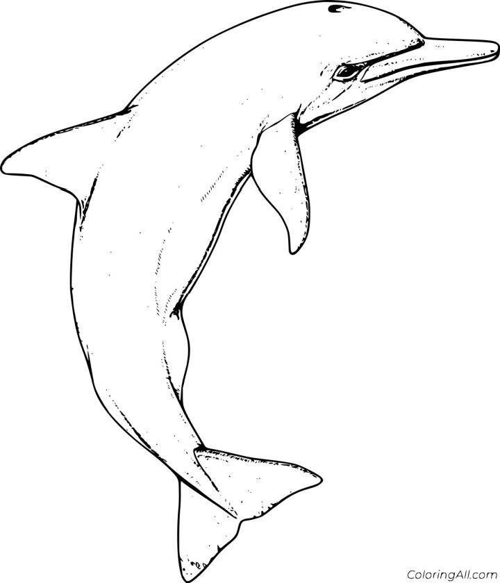 25 Free Dolphin Coloring Pages for Kids and Adults