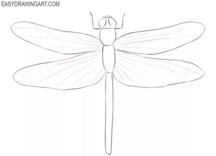 25 Easy Dragonfly Drawing Ideas - How to Draw