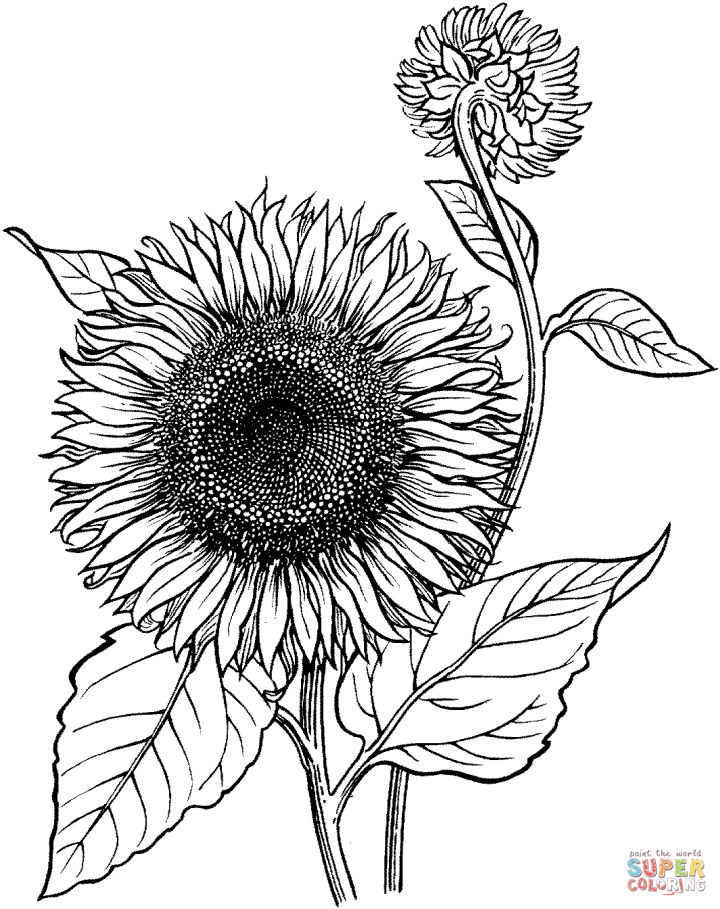 25 Free Sunflower Coloring Pages for Kids and Adults