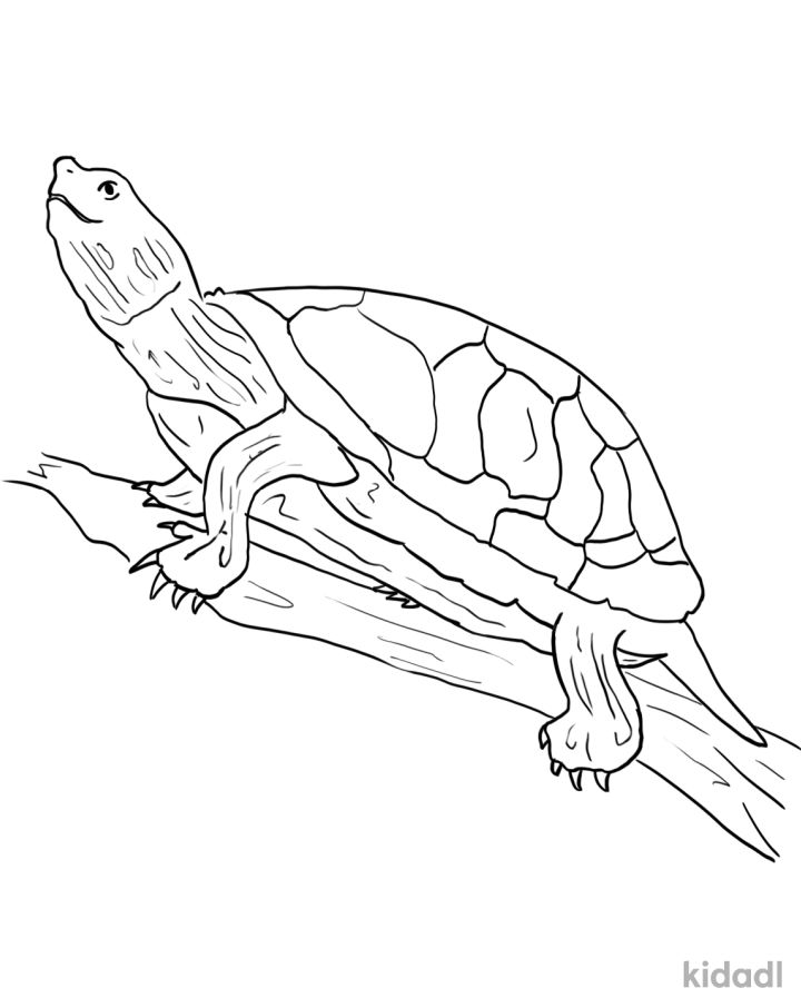 25 Free Turtle Coloring Pages for Kids and Adults