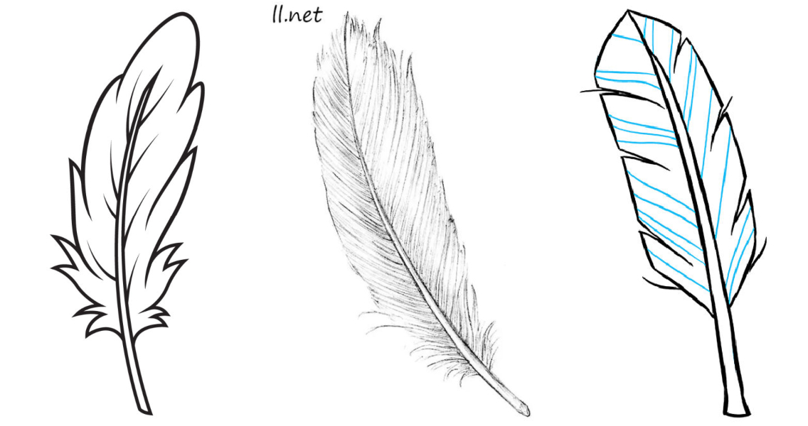 falling feather sketch