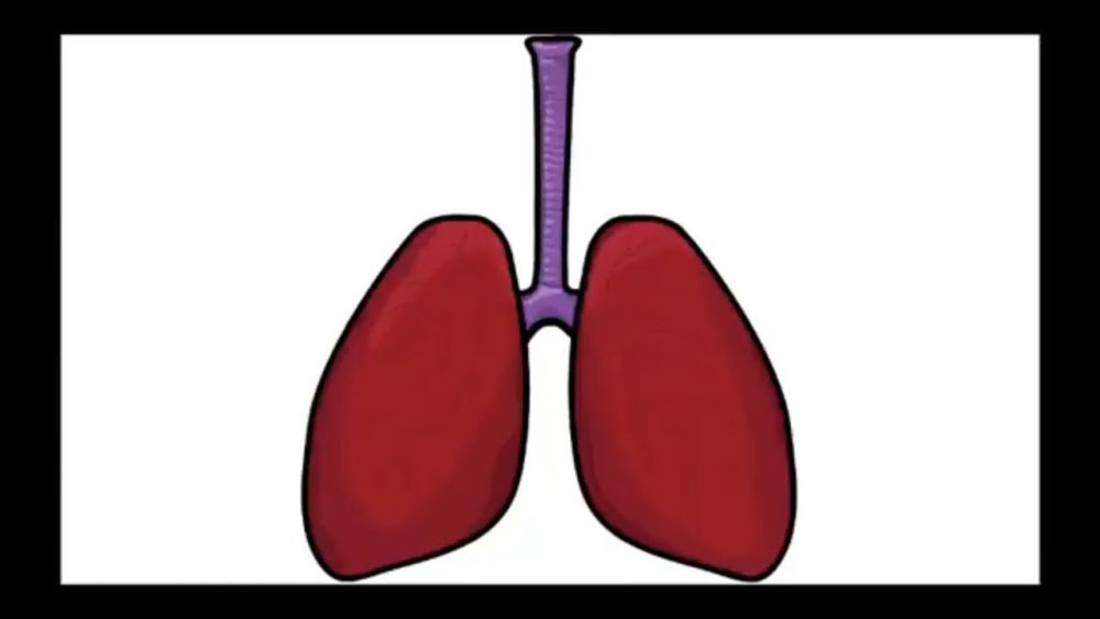 25 Easy Lungs Drawing Ideas - How to Draw Lungs