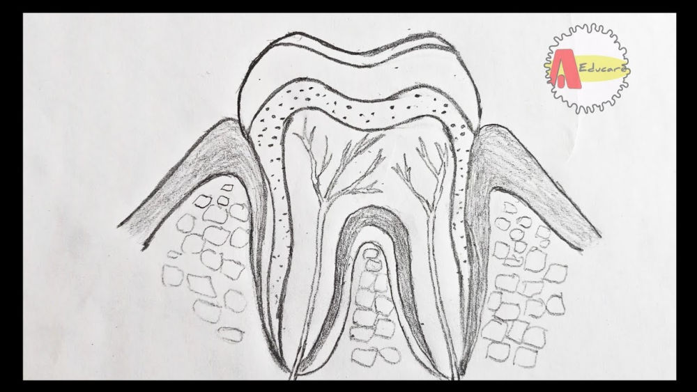 20-easy-tooth-drawing-ideas-how-to-draw-a-tooth