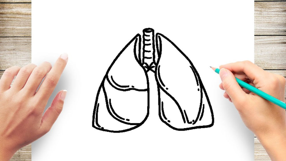 25 Easy Lungs Drawing Ideas - How to Draw Lungs