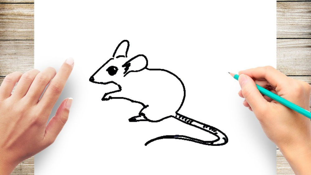 25 Easy Mouse Drawing Ideas - How to Draw a Mouse