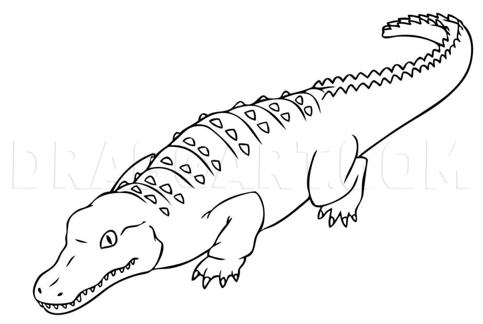 25 Easy Alligator Drawing Ideas Draw An Alligator Draw An Alligator