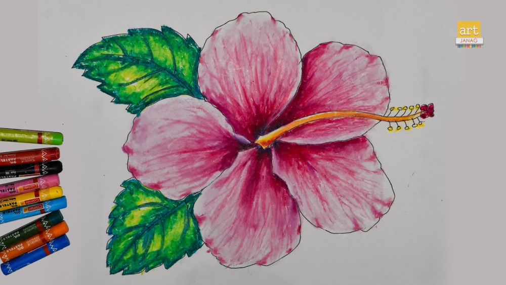 20 Easy Hibiscus Drawing Ideas Draw a Hibiscus