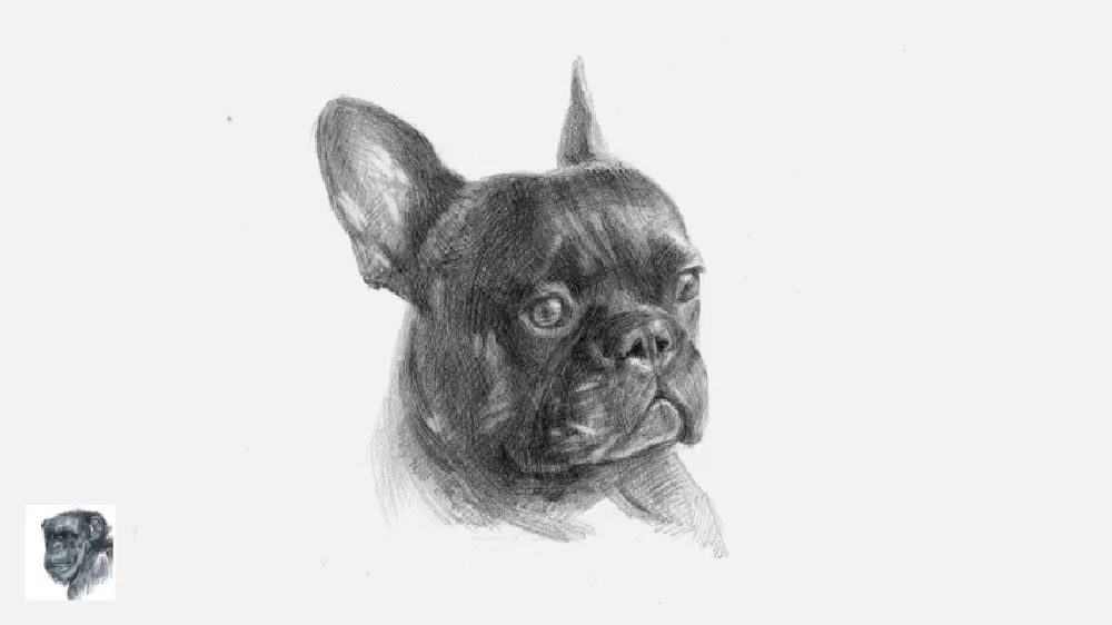 20 Easy French Bulldog Drawing Ideas How to Draw