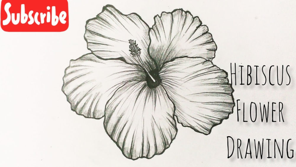 Hibiscus Flower Drawing Trace Hibiscus Flower Drawing Trace