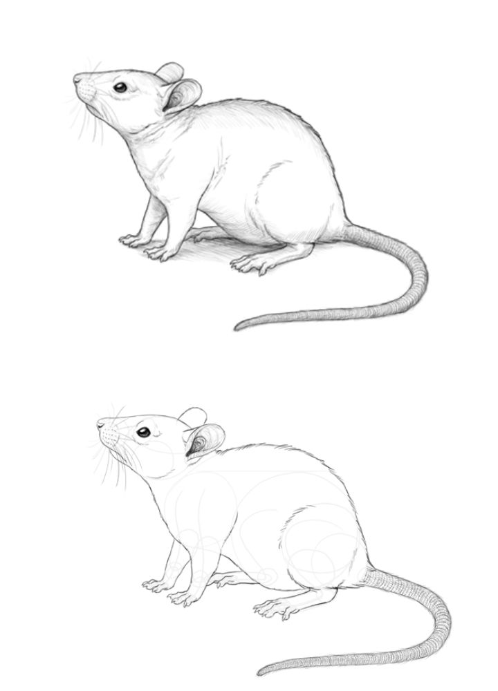 25 Easy Mouse Drawing Ideas - How to Draw a Mouse