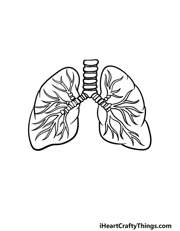 25 Easy Lungs Drawing Ideas How To Draw Lungs 54 Off – NBKomputer