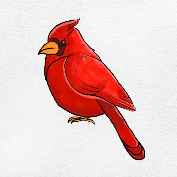 20 Easy Cardinal Drawing Ideas Draw a Cardinal