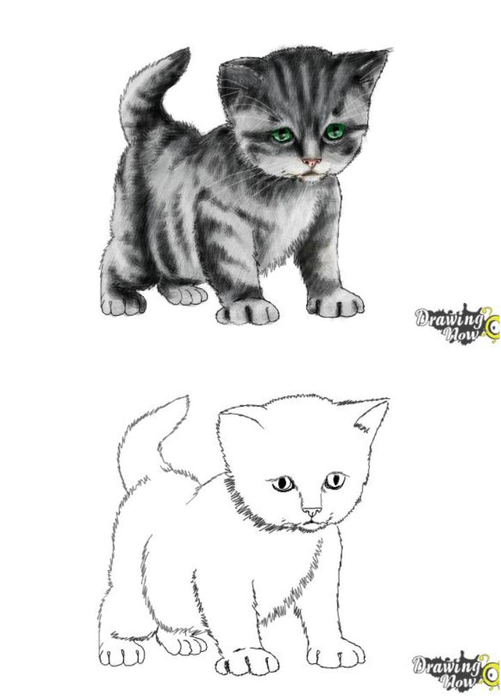 25-easy-kitten-drawing-ideas-how-to-draw-a-kitten