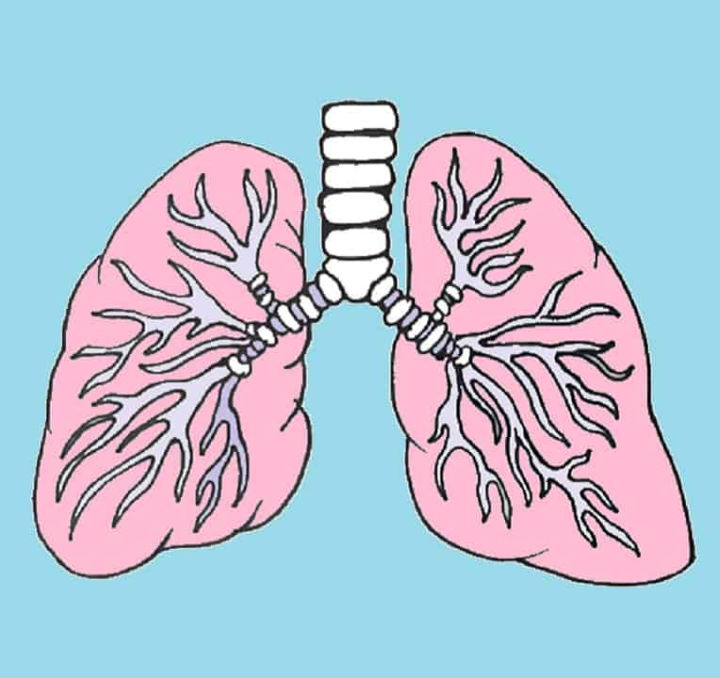 25 Easy Lungs Drawing Ideas How to Draw Lungs