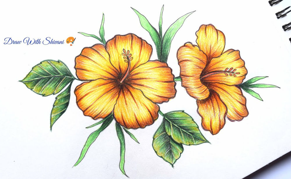 20 Easy Hibiscus Drawing Ideas - Draw a Hibiscus