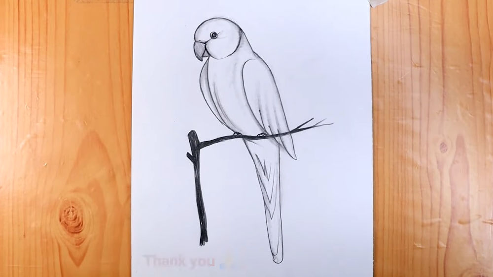 25 Easy Parrot Drawing Ideas - How to Draw a Parrot