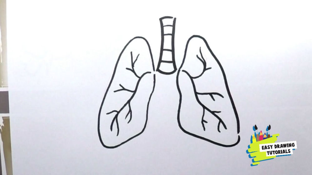 25 Easy Lungs Drawing Ideas How To Draw Lungs