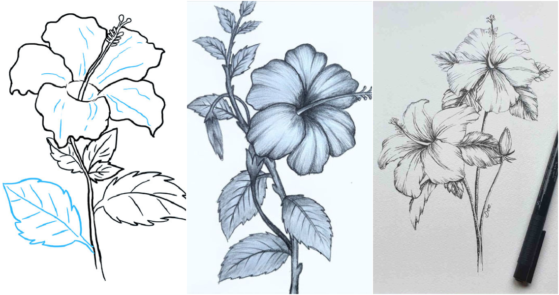 Hibiscus Flower Drawing Stock Photos and Images - 123RF-saigonsouth.com.vn