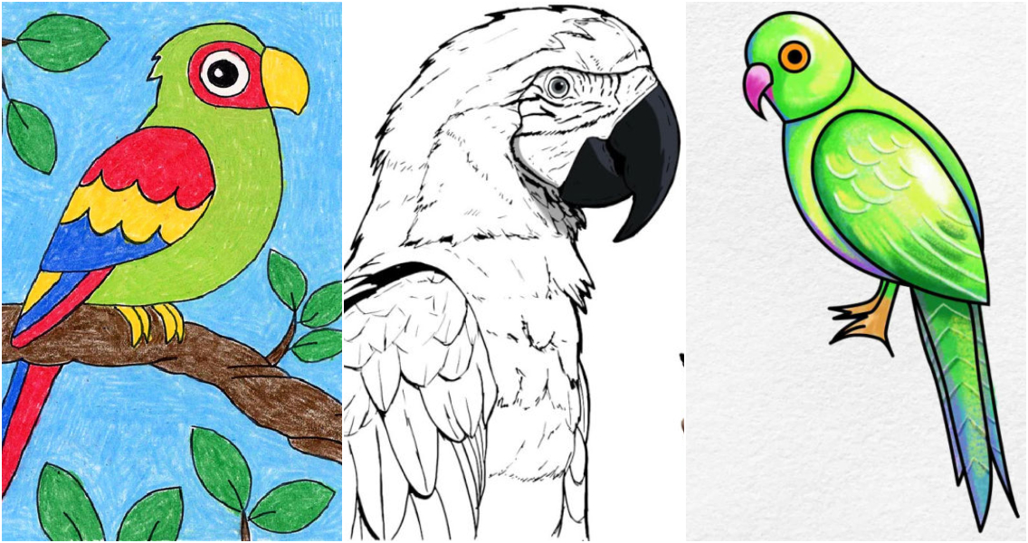 pencil drawings of parrots