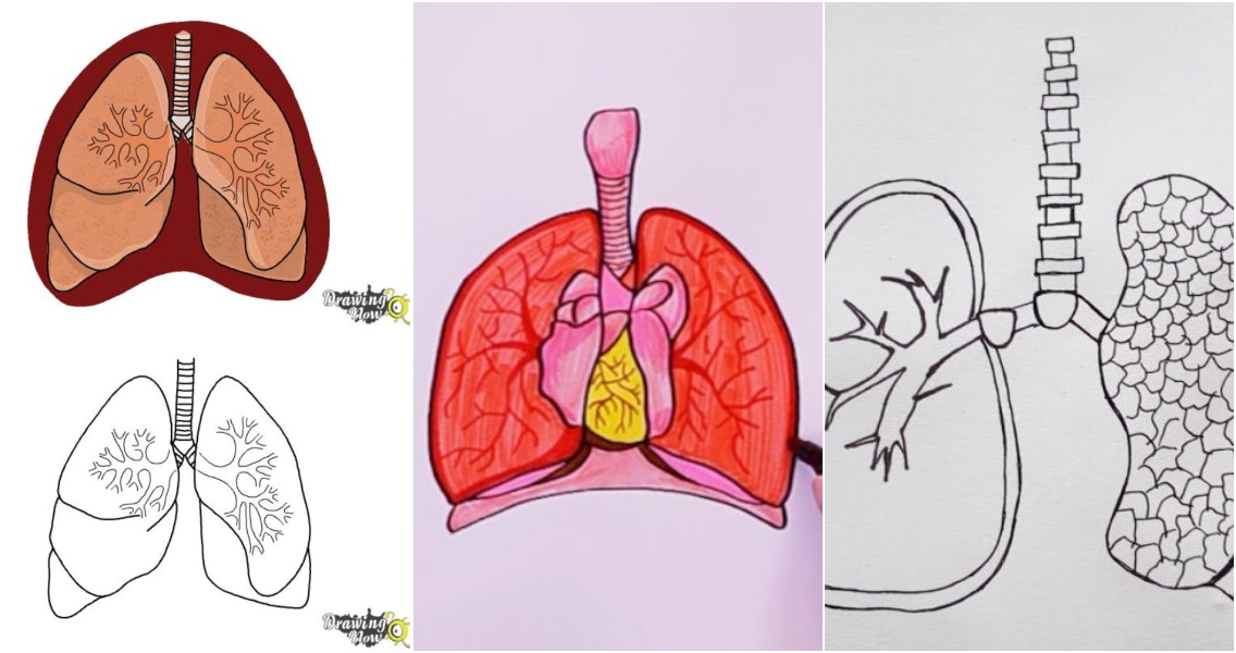 Lung: Human respiratory system