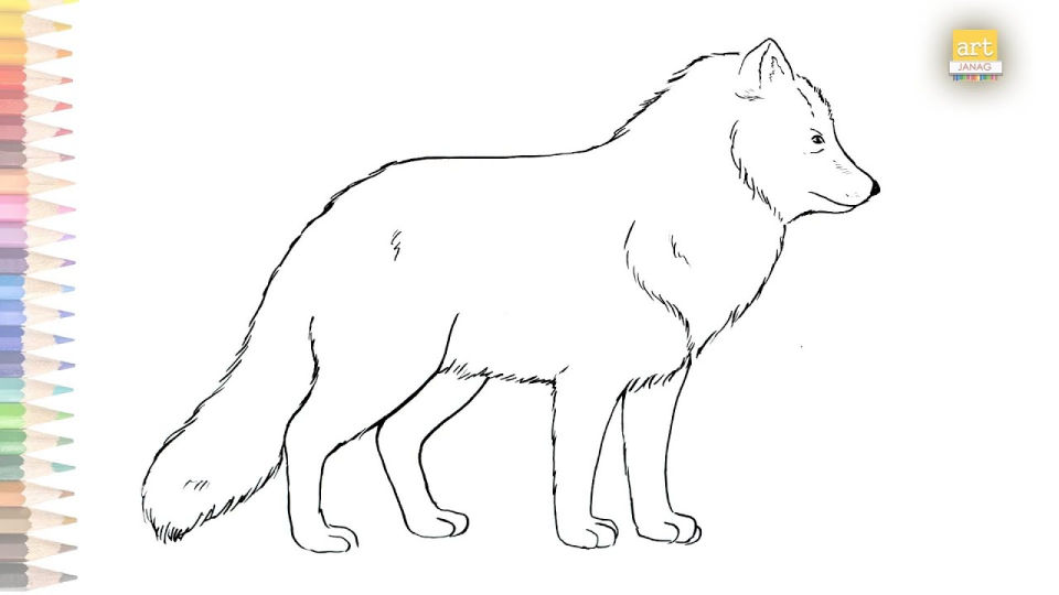 25 Easy Arctic Fox Drawing Ideas - How to Draw