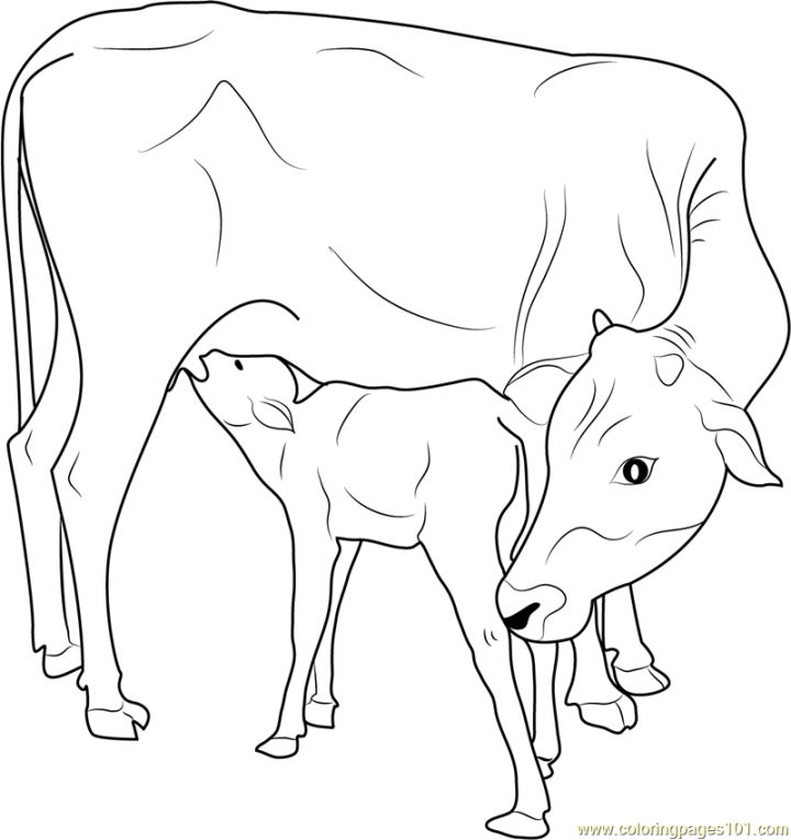 25 Free Cow Coloring Pages for Kids and Adults