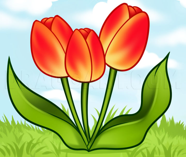 25 Easy Tulip Drawing Ideas How to Draw a Tulip