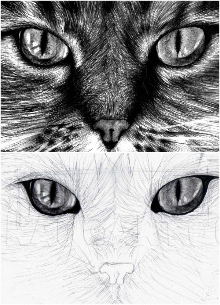 25 Easy Cat Eye Drawing Ideas How To Draw A Cat Eye