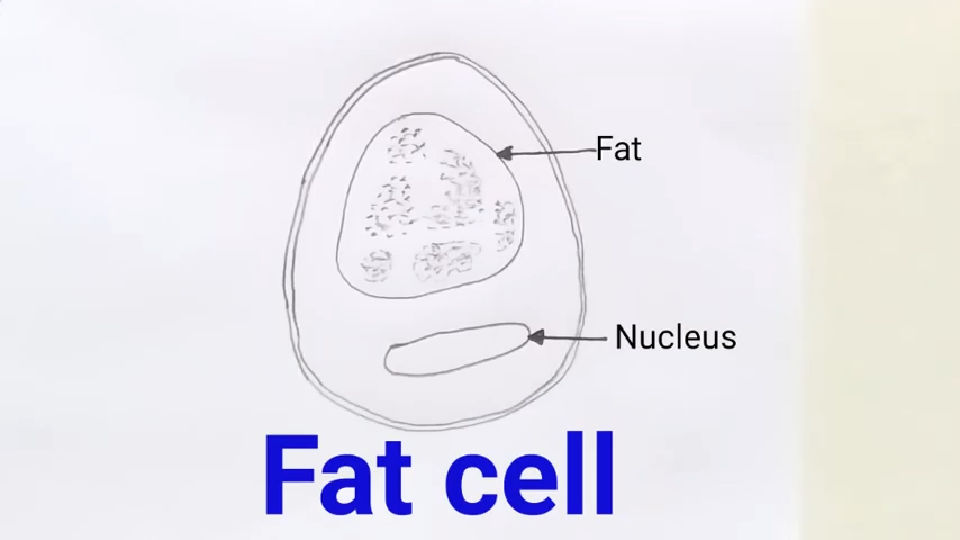 20 Easy Cell Drawing Ideas How to Draw a Cell