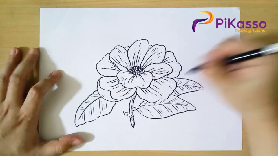 25 Magnolia Flower Drawing Ideas Draw Magnolia Flower