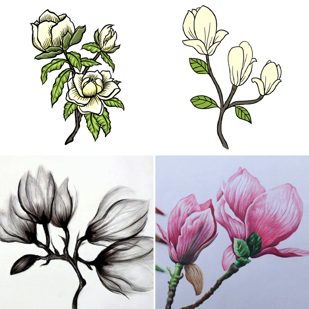 25 Magnolia Flower Drawing Ideas Draw Magnolia Flower