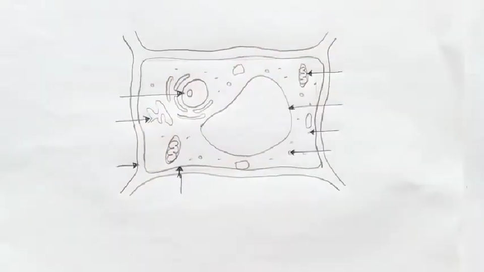 20 Easy Cell Drawing Ideas How to Draw a Cell