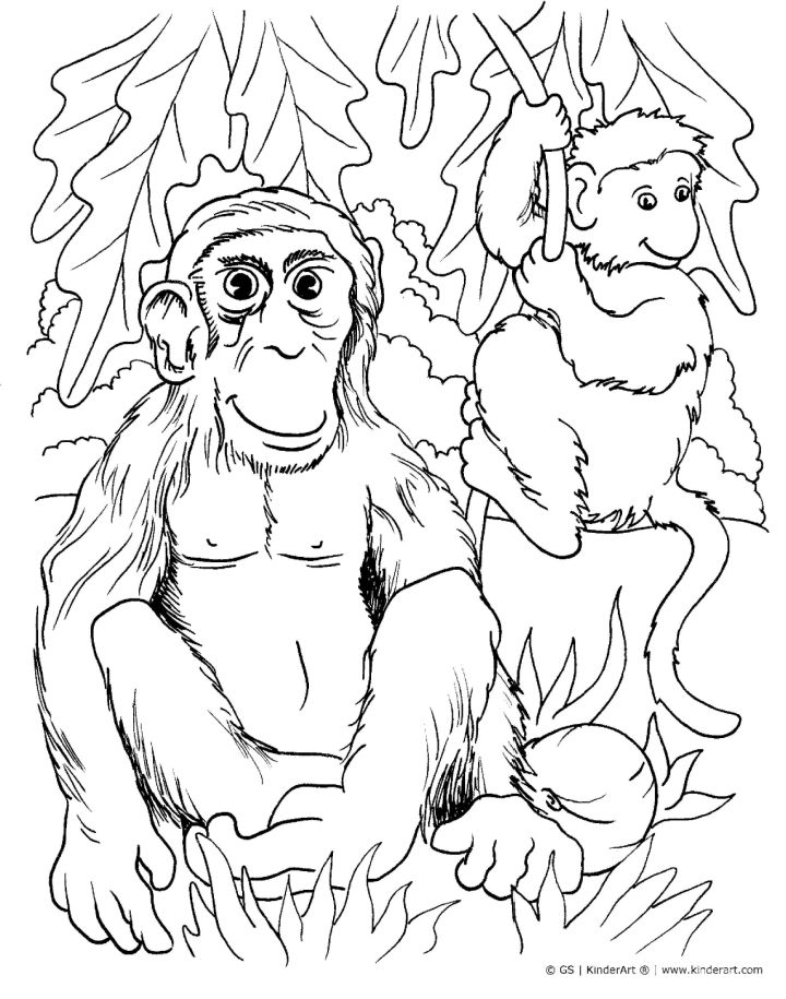 25 Free Monkey Coloring Pages for Kids and Adults