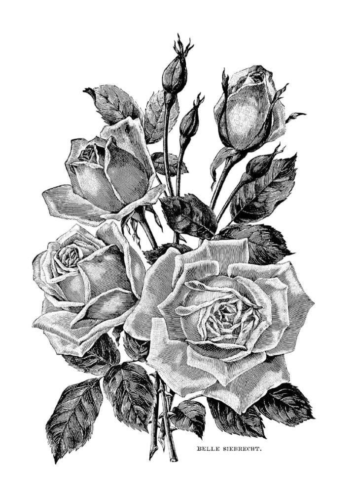 20 Free Rose Coloring Pages for Kids and Adults