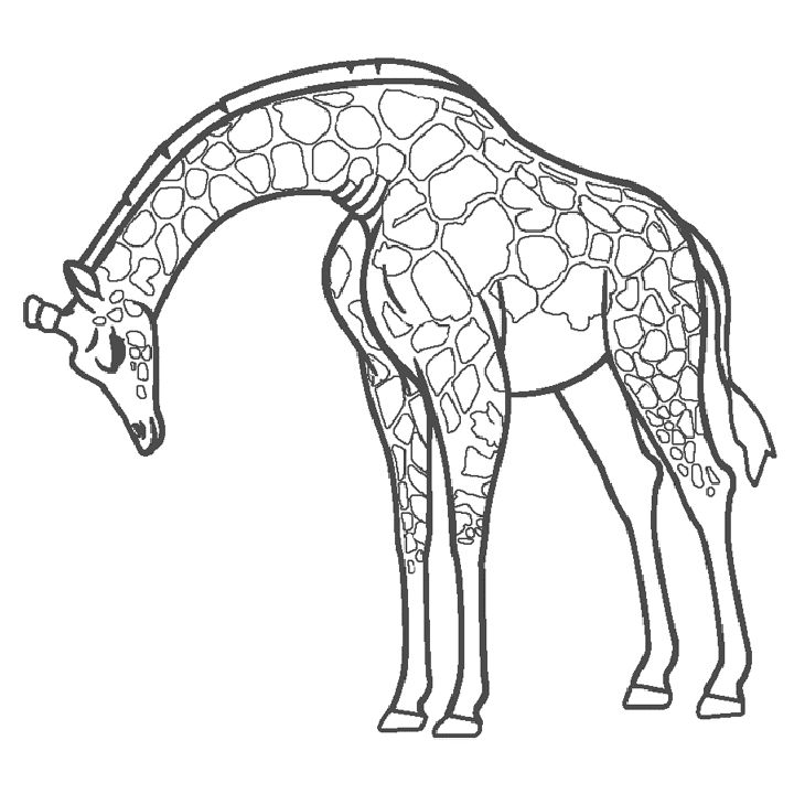 25 Free Giraffe Coloring Pages for Kids and Adults