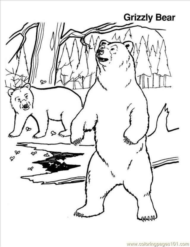 25 Free Bear Coloring Pages for Kids and Adults - Blitsy