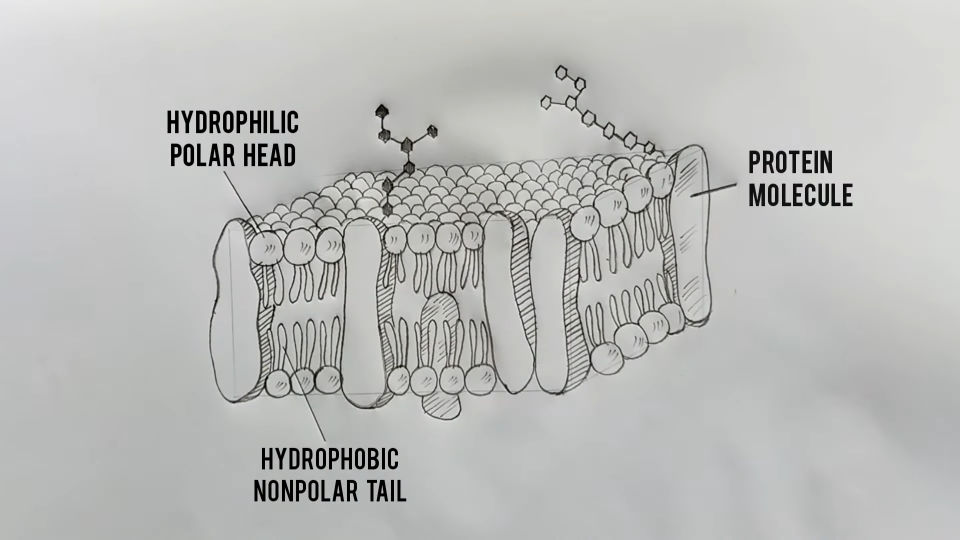 20 Easy Cell Drawing Ideas How to Draw a Cell