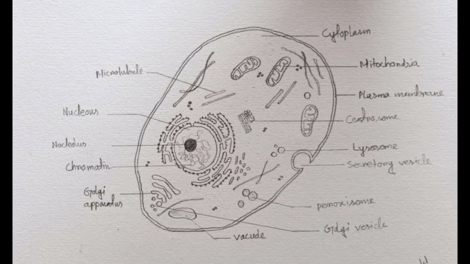 20 Easy Cell Drawing Ideas How to Draw a Cell