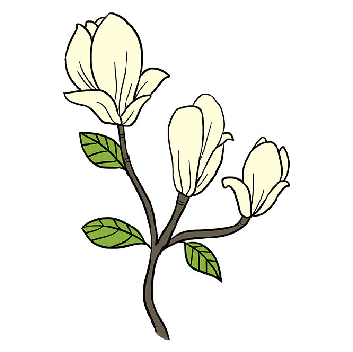 25 Magnolia Flower Drawing Ideas - Draw Magnolia Flower