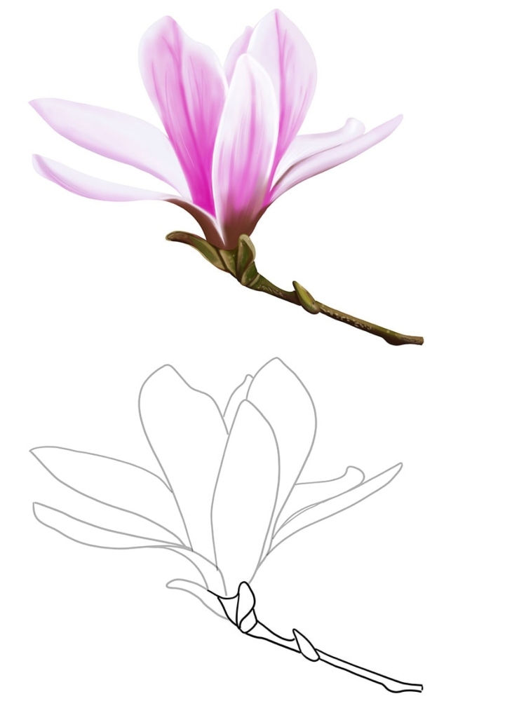 25 Magnolia Flower Drawing Ideas Draw Magnolia Flower