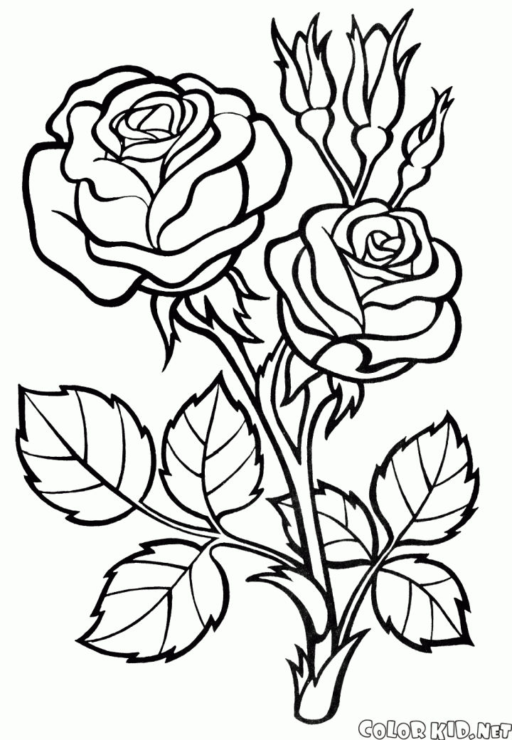 20 Free Rose Coloring Pages for Kids and Adults